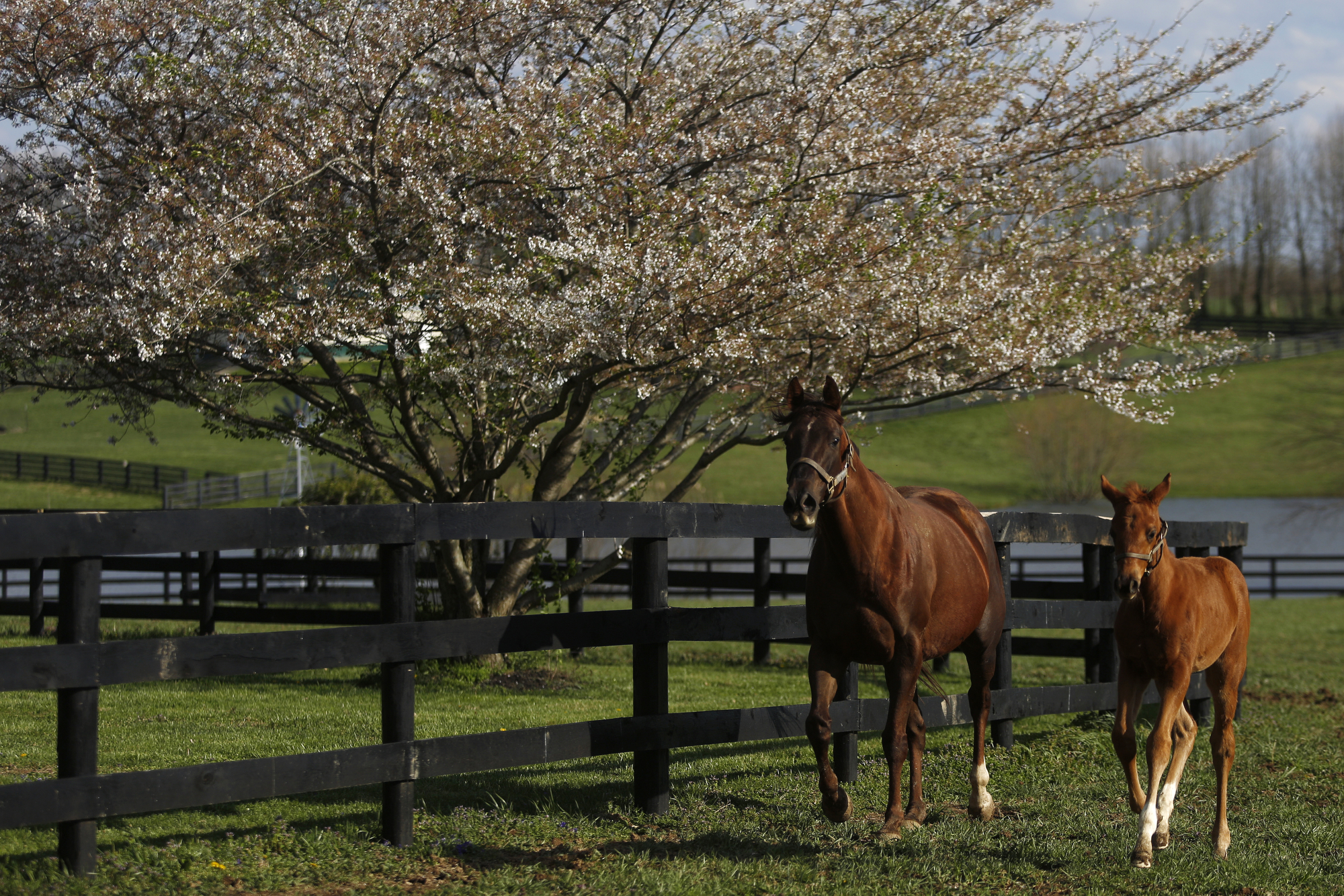 Spring House Racing Stables Spring on the Farm | Michael E. Lauer Racing Stables